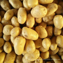 Fournisseur d&#39;or de pommes de terre fraîches de Chine